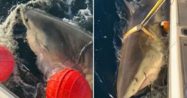 Largest male white shark 'Contenderâs latest ping offers insight into how shark behaves